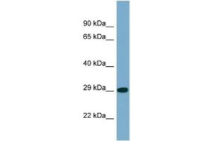 Western Blotting (WB) image for anti-Protein Phosphatase 2, Catalytic Subunit, alpha Isozyme (PPP2CA) (N-Term) antibody (ABIN2786564) (PPP2CA anticorps  (N-Term))