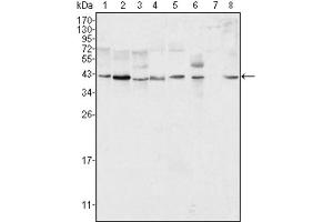 Western blot analysis using ERK2 antibody against Hela (1), NIH/3T3 (2), MCF-7 (3), HEK293 (4), Jurkat (5), A549 (6), NTERA-2 (7) and SMMC-7721 (8) cell lysate. (ERK2 anticorps)