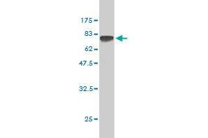 Western Blot detection against Immunogen (75. (TUBA1B anticorps  (AA 1-451))