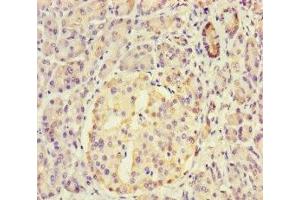 Immunohistochemistry of paraffin-embedded human pancreatic tissue using ABIN7149562 at dilution of 1:100