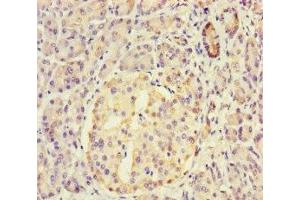 Immunohistochemistry of paraffin-embedded human pancreatic tissue using ABIN7149562 at dilution of 1:100 (DAPL1 anticorps  (AA 1-107))