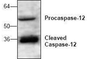 Image no. 1 for anti-Caspase 12 (Gene/pseudogene) (CASP12) antibody (ABIN127076) (Caspase 12 anticorps)