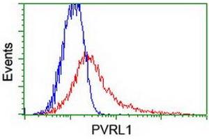 Image no. 2 for anti-Poliovirus Receptor-Related 1 (Herpesvirus Entry Mediator C) (PVRL1) antibody (ABIN1499677) (PVRL1 anticorps)