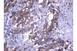 Image no. 1 for anti-Wingless-Type MMTV Integration Site Family, Member 3 (WNT3) (AA 128-355) antibody (ABIN1490900)