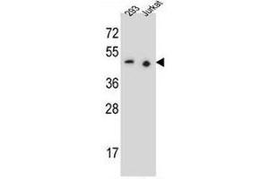 PAX9 Antibody (N-term) western blot analysis in 293,Jurkat cell line lysates (35µg/lane).