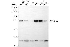 Western blotting analysis using zyxin antibody (ABIN7800906). (Recombinant ZYX anticorps)