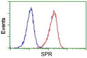 Image no. 8 for anti-Sepiapterin Reductase (SPR) antibody (ABIN1501111)