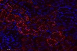 Immunofluorescent analysis of paraformaldehyde-fixed rat kidney using,CTSV (ABIN7073348) at dilution of 1: 600 (Cathepsin L2 anticorps)