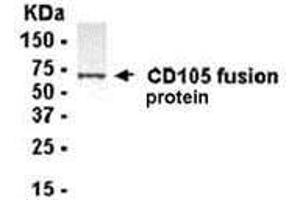 Western Blotting (WB) image for anti-Endoglin (ENG) (AA 341-470) antibody (ABIN2468151) (Endoglin anticorps  (AA 341-470))