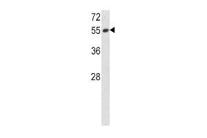 Western blot analysis of SERPINF1 Antibody (N-term) (ABIN391482 and ABIN2841451) in 293 cell line lysates (35 μg/lane).