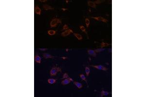 Immunofluorescence analysis of L929 cells using MT- Polyclonal Antibody (ABIN7268592) at dilution of 1:100 (40x lens). (MT-ATP6 anticorps)