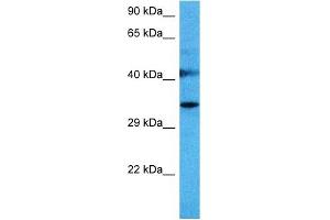 Host:  Mouse  Target Name:  SPRY1  Sample Tissue:  Mouse Liver  Antibody Dilution:  1ug/ml