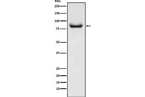 Western blot analysis of APPL expression in Hela cell lysate.