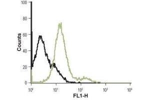 Cell surface detection of α1B-Adrenoceptor in live rat GH3 pituitary adenoma cells: (black line) Cells.