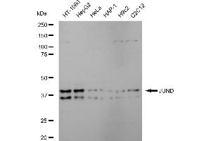 Western blotting analysis using JUND antibody (ABIN7799143). (Recombinant JunD anticorps)