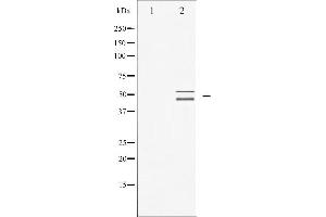 Western blot analysis of VASP expression in NIH-3T3 whole cell lysates,The lane on the left is treated with the antigen-specific peptide. (VASP anticorps  (Internal Region))