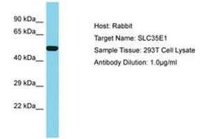 Image no. 1 for anti-Solute Carrier Family 35, Member E1 (SLC35E1) (AA 322-371) antibody (ABIN6750683) (SLC35E1 anticorps  (AA 322-371))