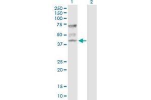 Western Blot analysis of ATP6V1C1 expression in transfected 293T cell line by ATP6V1C1 MaxPab polyclonal antibody.