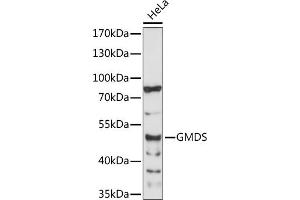 Western blot analysis of extracts of HeLa cells, using GMDS antibody (ABIN7267362) at 1:1000 dilution.