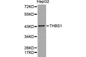 Western blot analysis of extracts of HepG2 cell lines, using THBS1 antibody. (Thrombospondin 1 anticorps  (AA 80-360))