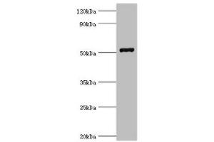 Western blot All lanes: COP9 signalosome complex subunit 2 antibody at 6 μg/mL + Mouse skeletal muscle tissue Secondary Goat polyclonal to rabbit IgG at 1/10000 dilution Predicted band size: 52, 53 kDa Observed band size: 52 kDa (COPS2 anticorps  (AA 1-310))