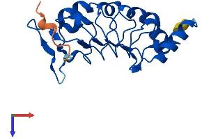 AlphaFold protein structure predicition of Mouse Recombinant Lrrc51 Protein, UniprotID Q9DAK8