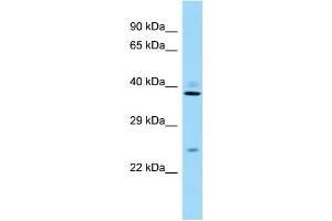 Host: Rabbit Target Name: Rps8 Sample Type: Mouse Testis lysates Antibody Dilution: 1. (RPS8 anticorps  (C-Term))