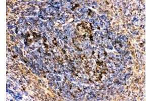 Anti-CD10 Picoband antibody,  IHC(P): Mouse Spleen Tissue
