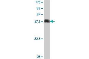 Western Blot detection against Immunogen (52.
