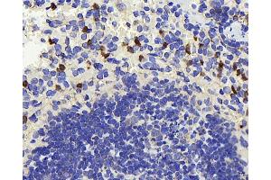 Immunohistochemistry analysis of paraffin-embedded mouse spleen using TSC22D3 Polyclonal Antibody at dilution of 1:300.