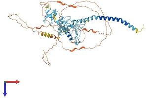 AlphaFold protein structure predicition of Human Recombinant RNF217 Protein, UniprotID Q8TC41