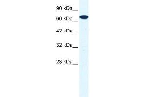 Human HepG2; WB Suggested Anti-ZNF179 Antibody Titration: 0. (RNF112 anticorps  (C-Term))