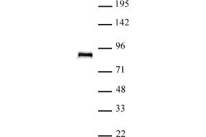 TCF4 antibody (pAb) tested by Western blot. (TCF4 anticorps  (N-Term))