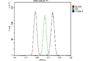 10. (PCDH15 anticorps)