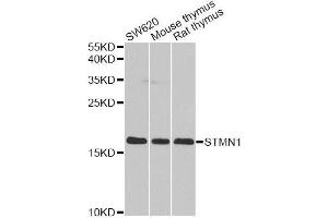 Western blot analysis of extracts of various cell lines, using STMN1 antibody. (Stathmin 1 anticorps  (AA 1-149))