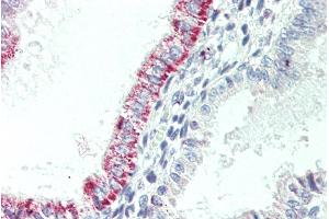 ABIN185407 (5µg/ml) staining of paraffin embedded Human Uterus.