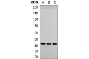 Western blot analysis of IGFBP3 expression in HuvEc (A), Raw264.