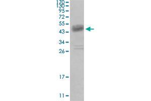 Western blot analysis of truncated DDR1 recombinant protein with DDR1 monoclonal antibody, clone 2G4E12 . (DDR1 anticorps)