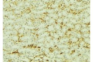 ABIN6277617 at 1/100 staining Mouse kidney tissue by IHC-P. (Villin 1 anticorps  (Internal Region))
