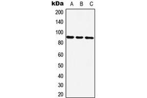 Western blot analysis of ZNF25 expression in Hela (A), NIH3T3 (B), H9C2 (C) whole cell lysates. (ZNF25 anticorps  (C-Term))