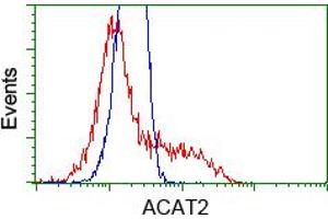 Image no. 1 for anti-Acetyl-CoA Acetyltransferase 2 (ACAT2) antibody (ABIN1496400) (ACAT2 anticorps)