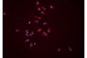ABIN6276522 staining HEPG2 cells by ICC/IF. (APEX1 anticorps  (N-Term))
