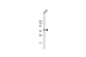 Anti-PIH1D1 Antibody (Center) at 1:1000 dilution +  whole cell lysate Lysates/proteins at 20 μg per lane. (PIH1D1 anticorps  (AA 163-192))