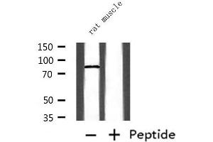 Western blot analysis of extracts from rat muscle, using CTCF Antibody.