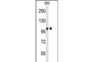 Western blot analysis of DDX23 Antibody (Center) (ABIN651059 and ABIN2840053) in 293 cell line lysates (35 μg/lane). (DDX23 anticorps  (AA 248-277))