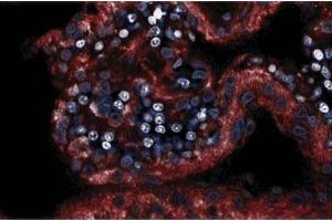 Immunofluorescence staining on a rabbit brain section. (NOS1 anticorps  (AA 1095-1289))