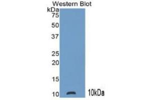 Mouse Capture antibody from the kit in WB with Positive Control: Human leukocyte cells. (S100P Kit ELISA)