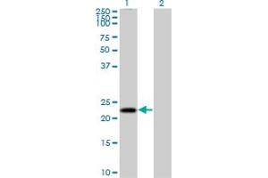 Western Blot analysis of MS4A4A expression in transfected 293T cell line by MS4A4A MaxPab polyclonal antibody.