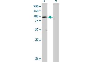 Western Blot analysis of HSP90AB1 expression in transfected 293T cell line by HSP90AB1 MaxPab polyclonal antibody. (HSP90AB1 anticorps  (AA 1-724))