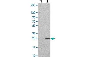 Western blot analysis of Lane 1: Negative control (vector only transfected HEK293T lysate). (PERP anticorps)